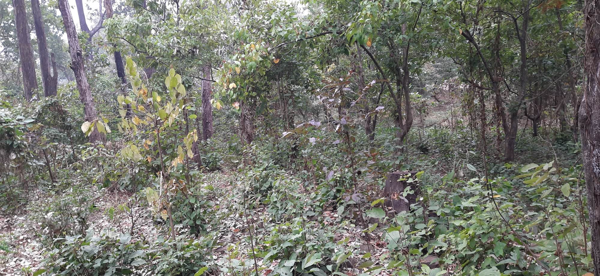 वनक्षेत्रमा विस्तारित सडकले वन्यजन्तुको बासस्थान साँघुरिदै