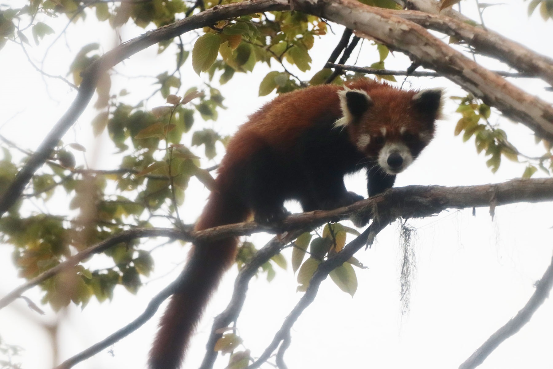 रेडपाण्डा संरक्षण गर्न कुकुर र बिरालोलाई बन्ध्याकरण !