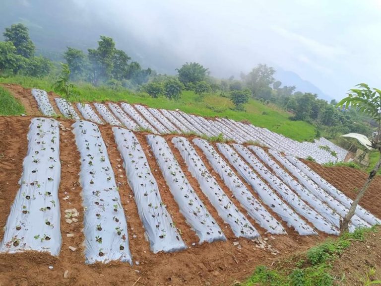 साना किसान कृषि सहकारीसँगको सहकार्यमा स्ट्रबेरीखेती