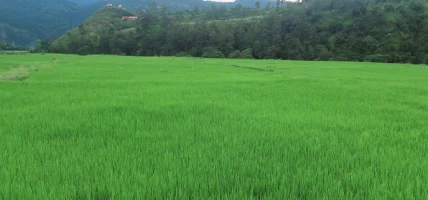 खडेरीले रोपाइँ प्रभावितः मध्य असारसम्म ३८ प्रतिशत मात्र रोपाइँ