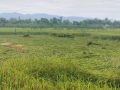 तनहुँमा धानबालीमा मरुवा रोगको समस्या तनहुँमा धानबालीमा मरुवा रोगको समस्या