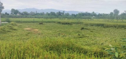 तनहुँमा धानबालीमा मरुवा रोगको समस्या