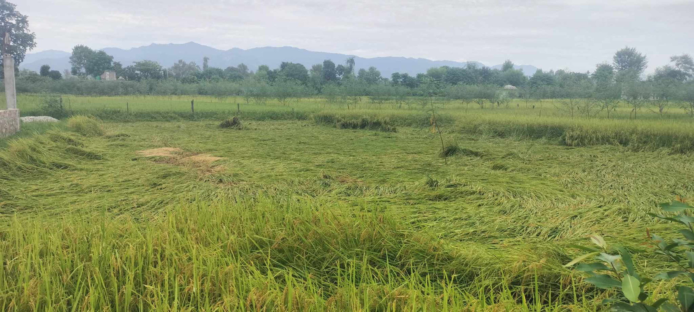 तनहुँमा धानबालीमा मरुवा रोगको समस्या