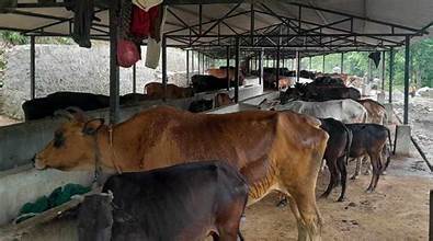 स्वामित्व विवादले गौशालाको अस्तित्व सङ्कटमा