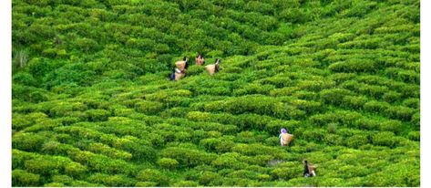 ६० रोपनी क्षेत्रफलको व्यावसायिक चियाखेती अलपत्र