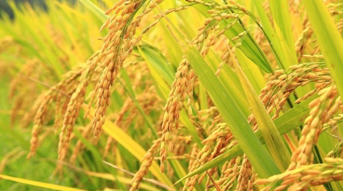 बाढीले क्षति पुर्‍याए पनि धान उत्पादनमा वृद्धि