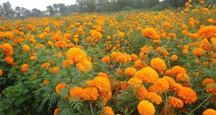 तिहारमा फूलमालाको करिब ४० करोडको कारोबार