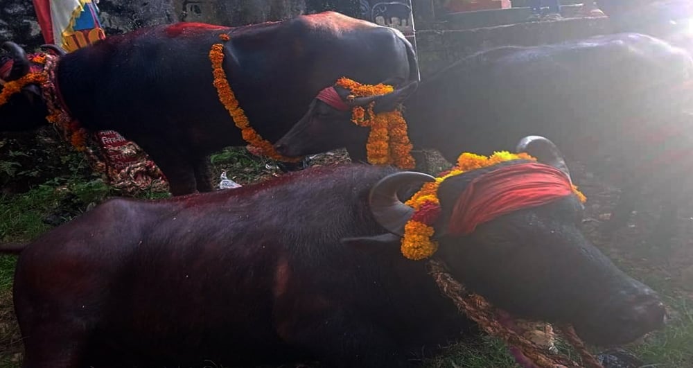 बली दिने राँगोका लागि पौने पाँच लाखको बोलकबोल
