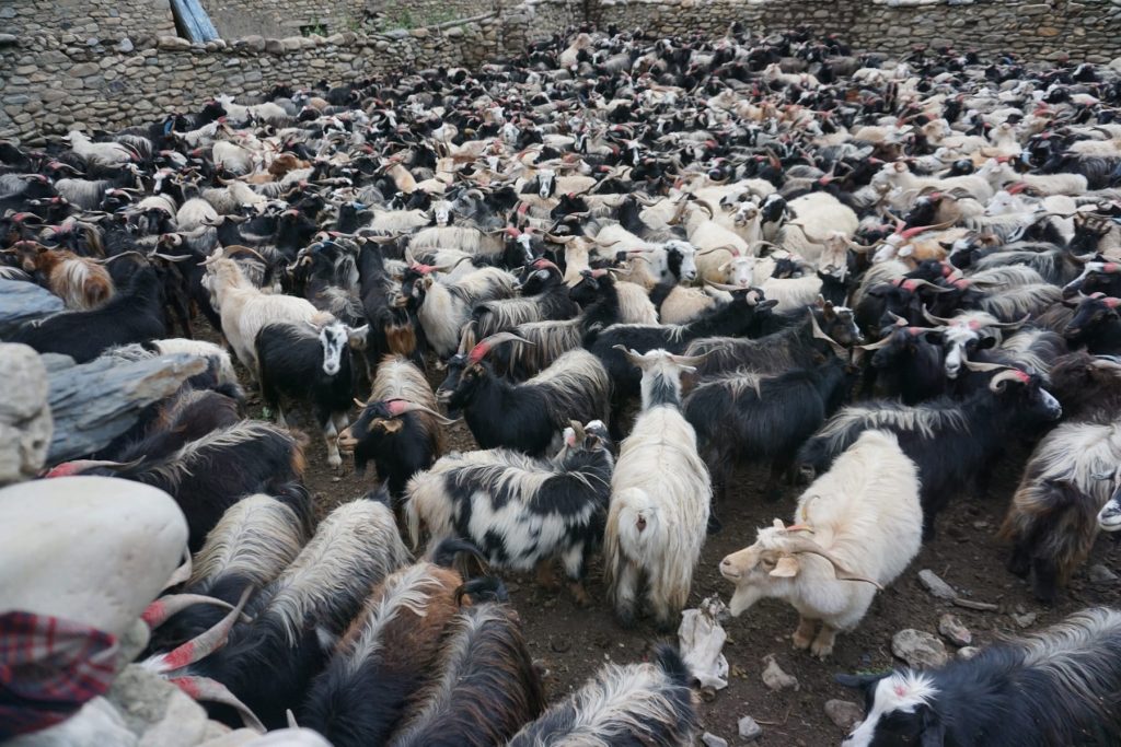 हुम्ला आउन छोडे चिनियाँ च्याङ्ग्रा