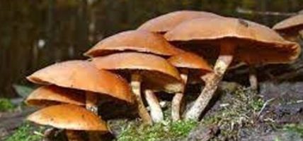 पुगेन सचेतना : रोकिएन जङ्गली च्याउ खाँदा अकालमा मृत्यु हुने क्रम, तीन चेपाङ बालबालिकाले गुमाए ज्यान