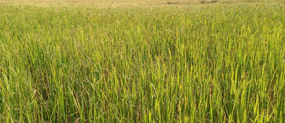 दाङमा धान उत्पादन बढ्यो