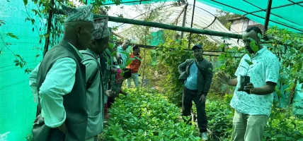 वैदेशिक रोजगारीबाट फर्केका नेपालीको घाँस र कफीखेती