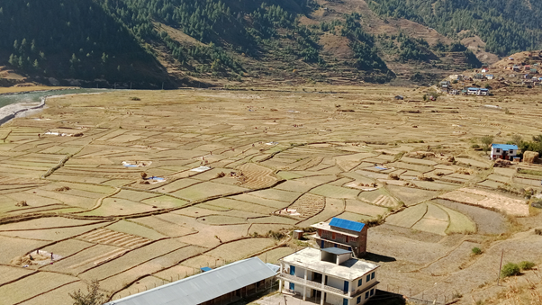 मार्सीधान खेती