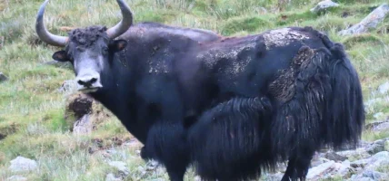 याक चौँरीपालक किसानलाई रेनकोट वितरण