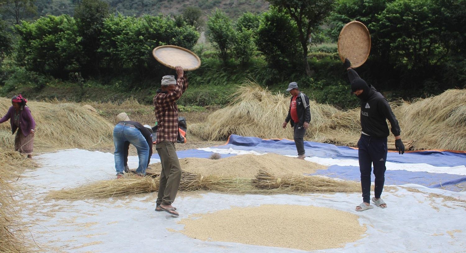 ‘गौरिया’ चामलको माग बढ्दो, खेती घट्दो