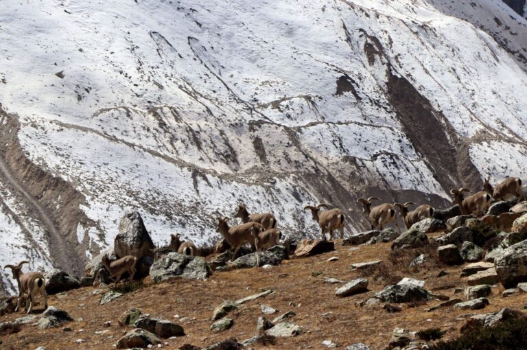 नेपाली हामी रहौँला कहाँ हिमालै नरहे…