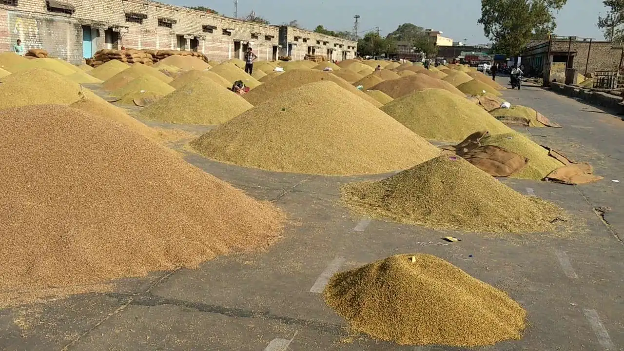 चितवनमा धान उत्पादन घट्यो