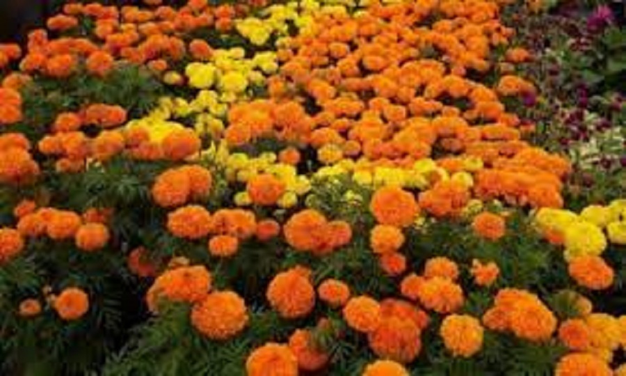 बारीमै महँगियो फूल, तेब्बर मूल्यमा बिक्री