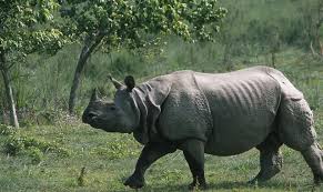 गैँडाको आक्रमणबाट बोटेको मृत्यु