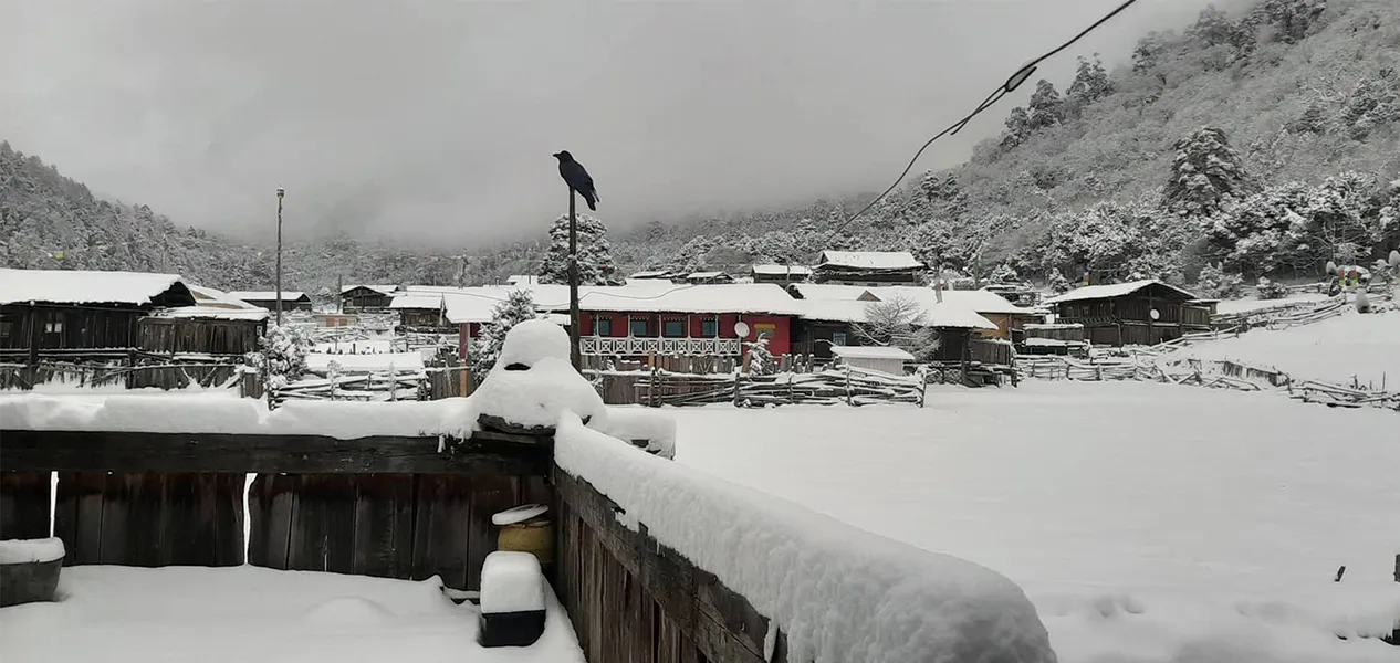 ताप्लेजुङको पाथीभरा क्षेत्रमा हिमपात