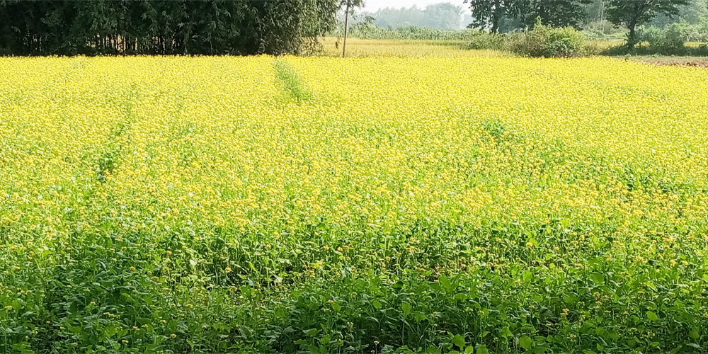 तोरीखेतीतर्फ आकर्षित हुँदै भद्रपुरका किसान