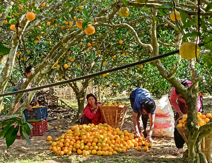 जुनारले बढायो समृद्धिको यात्रा