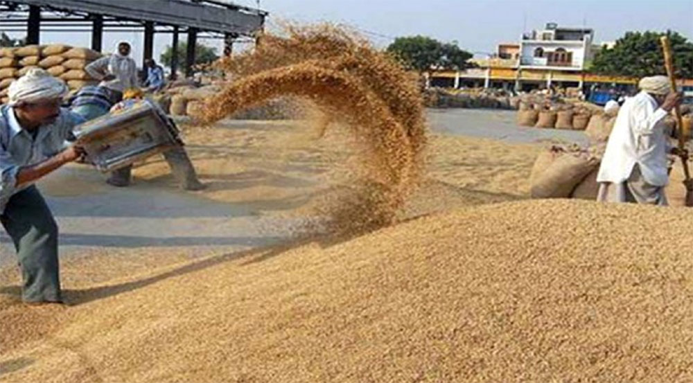 खाद्य कम्पनीद्वारा सिरहामा धान खरिद सुरु