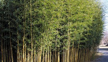 सामुदायिकवनको आम्दानीको बेत बाँस