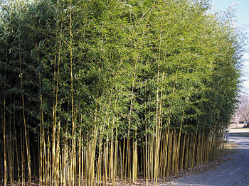 सामुदायिकवनको आम्दानीको बेत बाँस