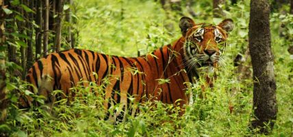 बाघखोरमा बाघको प्रतिमासहितको ‘पार्क’ निर्माण