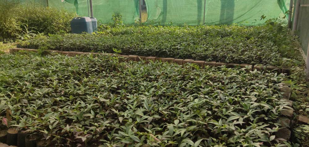 टिमुरका बिरुवा बिक्री गरेर वार्षिक दुई लाख आम्दानी