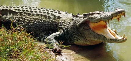 गोहीको आक्रमणबाट एक जनाको मृत्यु