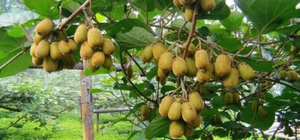 व्यावसायिक किवीखेतीमा जुट्दै खावाका किसान