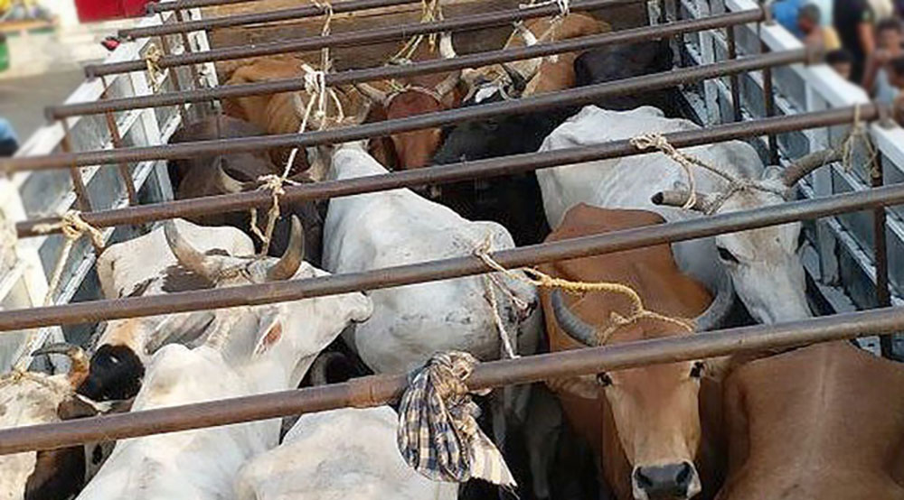 गोरु तस्करी प्रकरण : के गर्दै छ प्रदेश प्रहरी ?