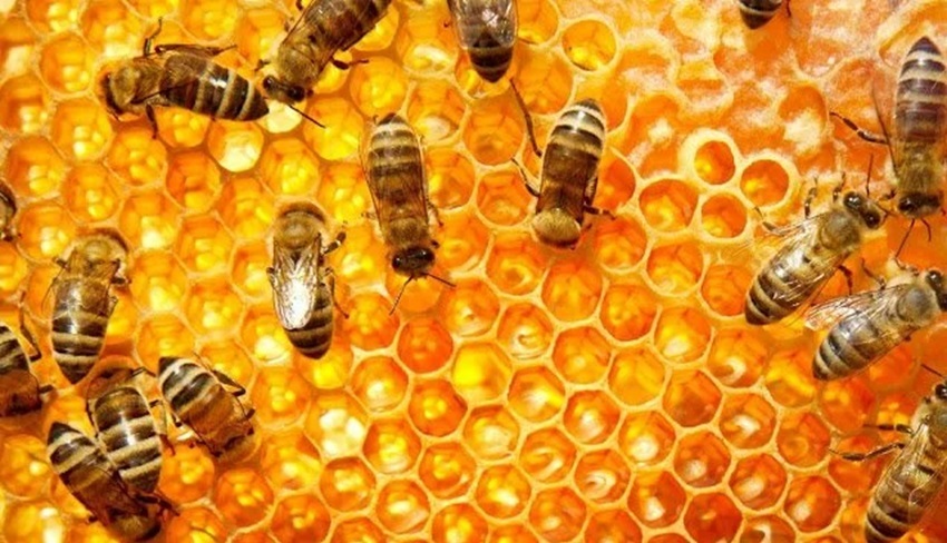 तनहुँको मह विश्व बजारमा, किसान उत्साहित