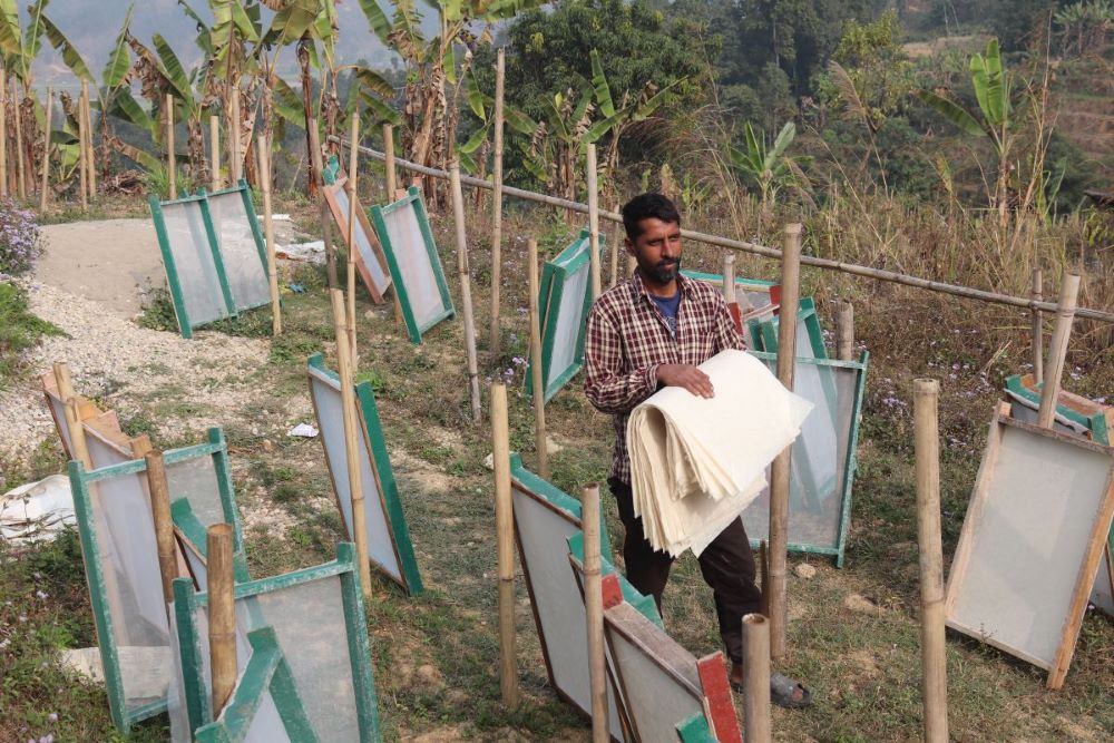 इन्टनेटमा हेरेरै केराको खम्बाबाट कागज उत्पादन