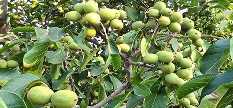 गोरखामा खेर गइरहेको बाँझो जमिनमा व्यवसायिक ओखरखेती