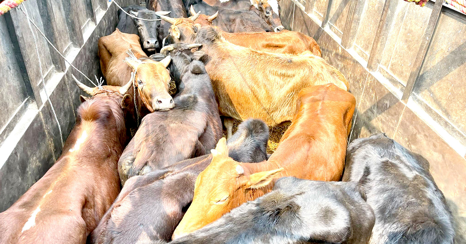 गोरु तस्करी प्रकरण : रातोमाटे प्रहरी चौकीमा सागर लुङ्वाको जिम्मेवारी