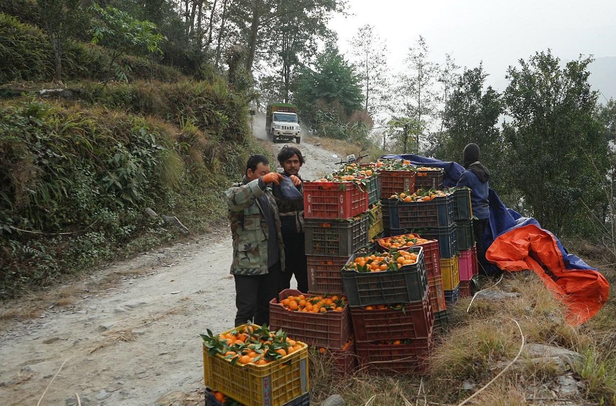 म्याग्दीमा सुन्तला उत्पादन २५ प्रतिशतले बढ्यो