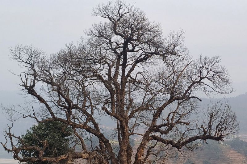 कटहरका रुख सुकेपछि किसान चिन्तित