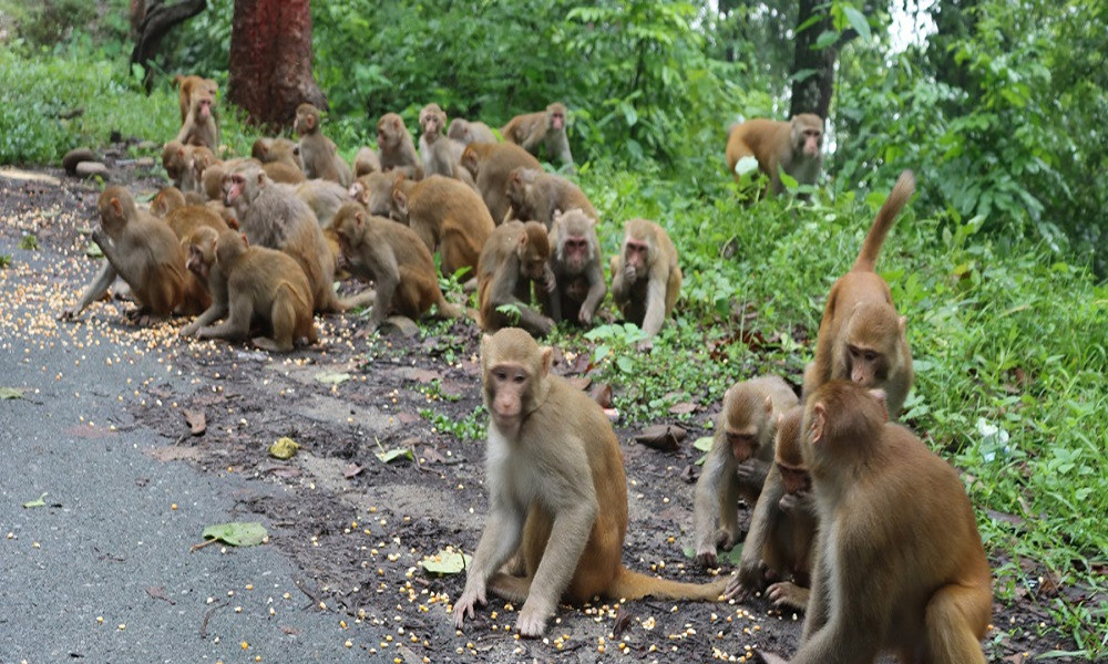 बाहुनडाँगीमा हात्तीभन्दा बढी बाँदर आतंक
