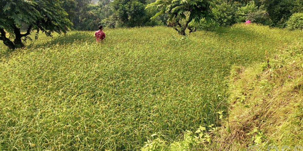 भीमफेदीले ल्यायो कोदोखेती प्रवर्द्धन कार्यक्रम