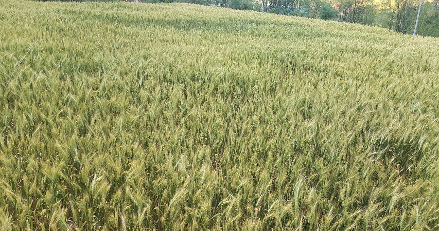 पर्वतमा गहुँबालीको प्रजनन बिउ उत्पादन गरिँदै