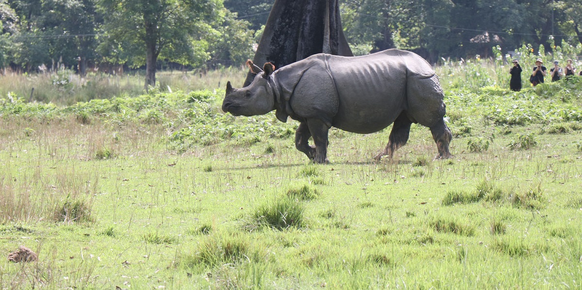 आठ महिनामा बीस गैँडा मरे