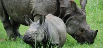 गैंडा संरक्षणको सन्देश दिन ‘राइनो संरक्षण गोल्डकप’