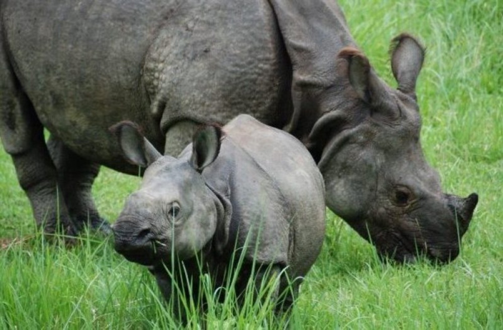 गैंडा संरक्षणको सन्देश दिन ‘राइनो संरक्षण गोल्डकप’