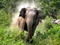 हात्ती नियन्त्रणका लागि ‘स्पेसल टास्क फोर्स’ परिचालन गरिँदै हात्ती नियन्त्रणका लागि ‘स्पेसल टास्क फोर्स’ परिचालन गरिँदै