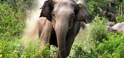 हात्ती नियन्त्रणका लागि ‘स्पेसल टास्क फोर्स’ परिचालन गरिँदै