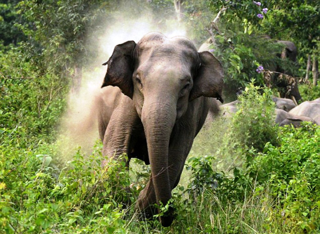 Wild elephant damage 12 houses in Triyuga area   