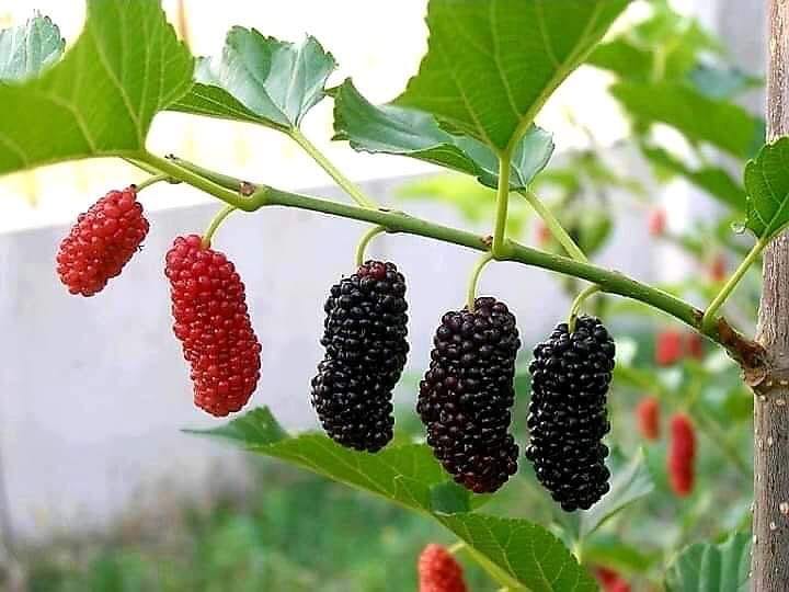 किम्बु बिरुवाको माग बढ्दो